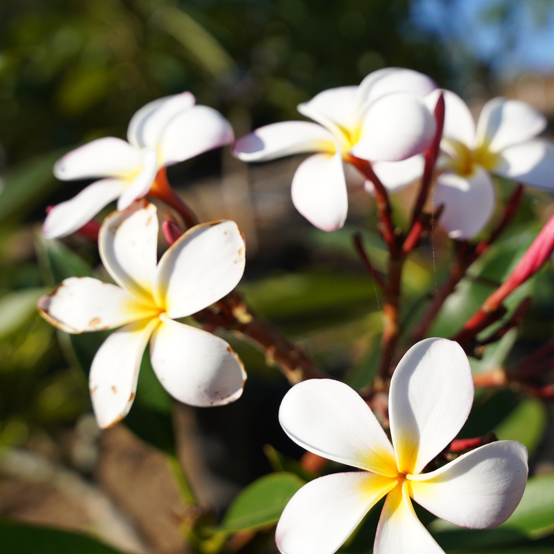 Shop White Plumeria | Moon Valley Nurseries